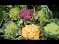 Le chou-fleur, un légume aux nombreux bienfaits pour la santé