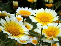 Le chrysanthème comestible : une plante potagère étonnante