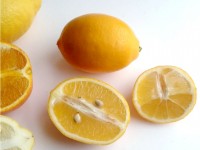 Le citron Meyer : un agrume à découvrir