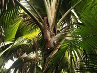 Le coco-fesses : l'étonnant emblème des Seychelles