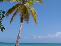 Le cocotier : culture et utilisations