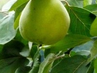 Le cognassier : un arbre fruitier facile à vivre