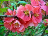 Le cognassier du Japon : un bel arbuste d'ornement