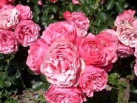 Le Concours de roses de Bagatelle : présentation et histoire