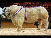 Le Concours Général Agricole : une reconnaissance pour les éleveurs