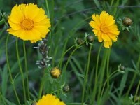 Le coréopsis : présentation et culture