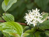 Le cornouiller sanguin : présentation, culture et taille