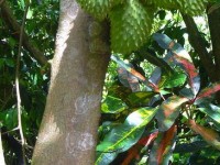 Le corossol : présentation et culture