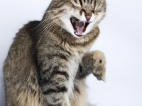 Le coryza du chat : symptômes et prévention