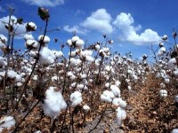 Le coton : histoire et procédé de fabrication