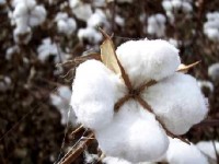 Le coton bio : présentation et avantages