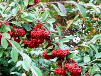 Le cotonéaster : un arbuste aux baies décoratives