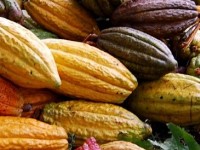 Le criollo : le plus précieux des cacaos