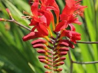 Le crocosmia : une fleur à bulbe flamboyante