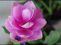 Le curcuma d'ornement : présentation et culture