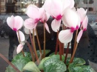 Le cyclamen : présentation et conseils de culture