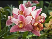 Le cymbidium : une orchidée facile à vivre