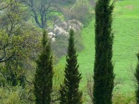 Le cyprès : un conifère méditerranéen