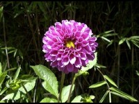 Le dahlia : plantation et entretien