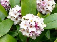 Le daphné ou bois joli : un arbuste odorant