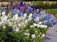 Le delphinium : une jolie plante vivace