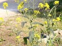 Le désherbage : conseils et astuces contre les mauvaises herbes