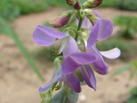 Le desmodium : un remède naturel pour le foie
