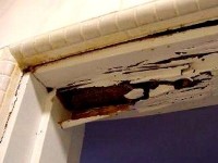 Le diagnostic termites ou état parasitaire : loi et caractéristiques