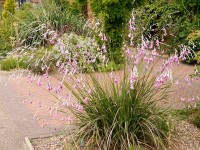 Le dierama ou canne à pêche des anges : une plante pleine de poésie