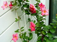 Le dipladenia : culture et entretien