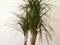 Le dragonnier de Madagascar : culture et entretien