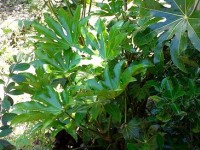 Le Fatsia japonica : un arbuste à l'allure exotique