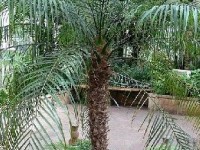 Le faux dattier : conseils d'entretien