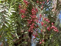 Le faux poivrier : un arbre facile à vivre