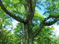 Le févier sans épines : présentation et culture