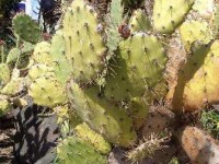 Le figuier de barbarie : présentation et culture