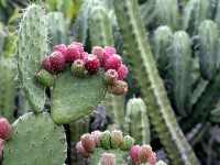 Le figuier de barbarie : un cactus aux multiples vertus