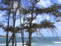 Le filao ou Casuarina equisetifolia : un arbre tropical étonnant