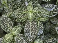 Le fittonia : une plante verte très décorative