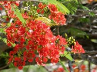 Le flamboyant : une floraison spectaculaire