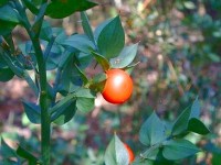 Le fragon épineux ou petit houx : une plante contre les jambes lourdes