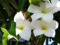 Le frangipanier : un magnifique arbre à fleurs