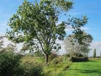 Le frêne : un arbre des forêts tempérées