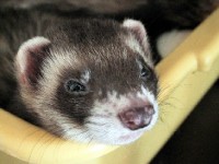 Le furet : pourquoi l'adopter et comment le soigner