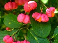 Le fusain d'Europe : présentation et conseils de culture