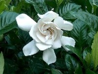 Le gardénia : présentation et conseils d'entretien