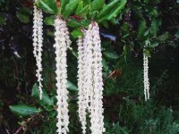 Le garrya : un arbre très original