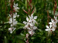 Le gaura : une jolie plante vivace
