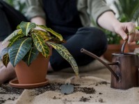 Le gel d'arrosage pour arroser les plantes pendant les vacances