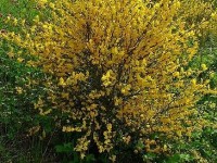 Le genêt à balais : un bel arbuste à fleurs